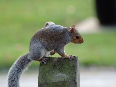 Gray Squirrel-1.jpg