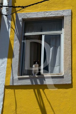 Um Gato  Janela de uma Casa Amarela