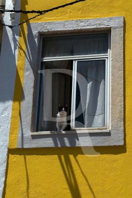 Um Gato à Janela de uma Casa Amarela