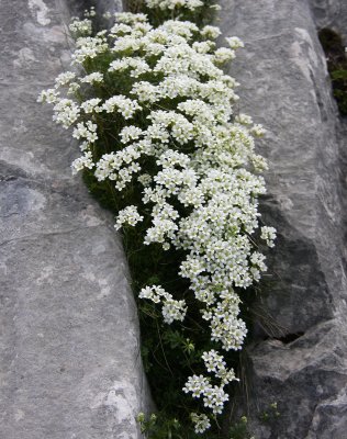 Hvitt slr i en bergsprekk.jpg