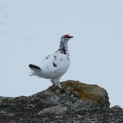 Rype på haugen 2.jpg