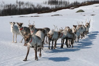 Curious reindeer near Nonsbu.jpg
