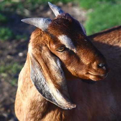 Right Profile Goat