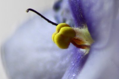 African Violet Close Up