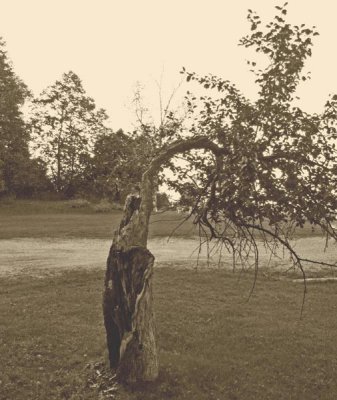 The old apple tree Sepia