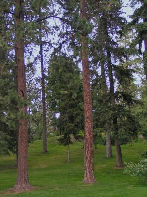 A pair of Ponderosa pine