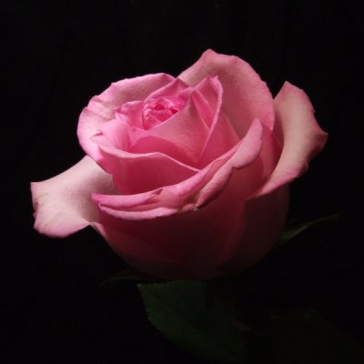 30th Anniversary Rose