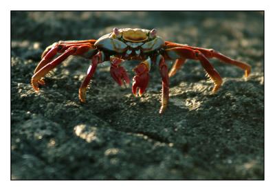Sally Lightfoot Crab (Santiago)