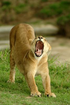 lion4237.jpg