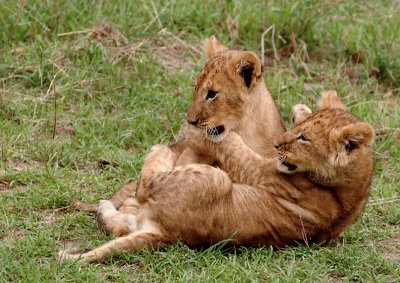 Masai Mara