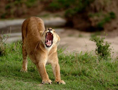 Masai Mara