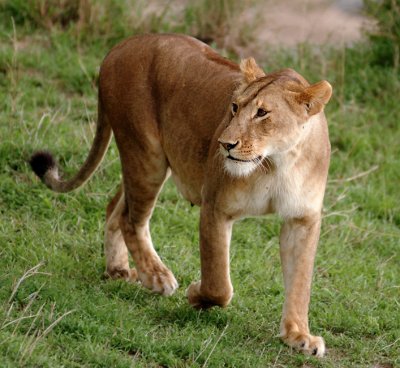 Masai Mara