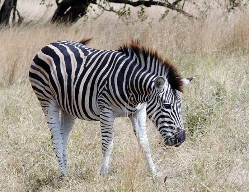 Kruger Zebra