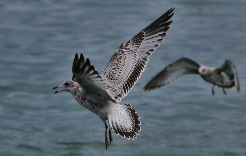 seagull.jpg