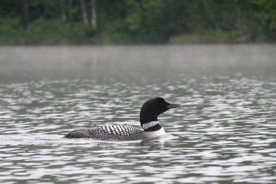 Hanging out with the loons - 2