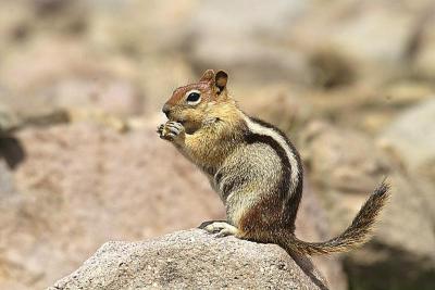 Lassen Volcanic National Park I