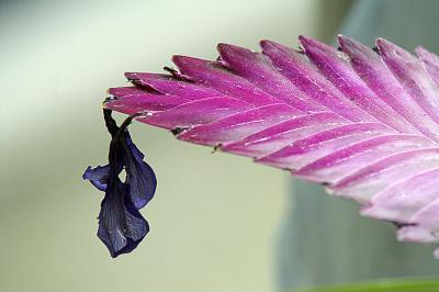 Lilac Leaf