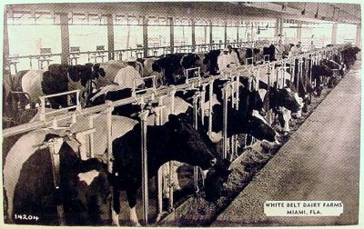 1940 - Dr. John G. DuPuis' White Belt Dairy Farms