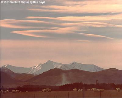 Mountain range and sheep at sunset
