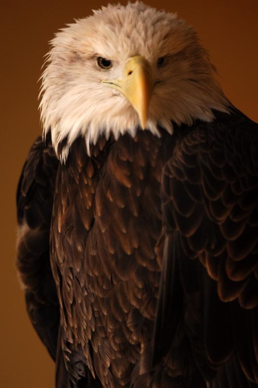 Eagle1.JPG