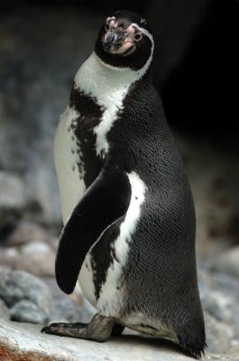 Penguin.JPG
