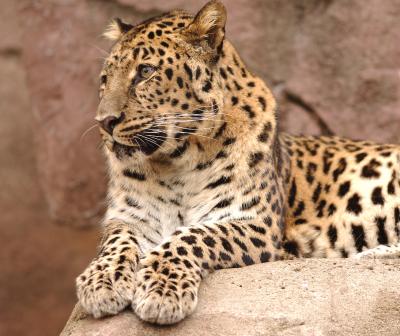 Leopard.JPG