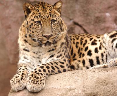 Leopard1.JPG