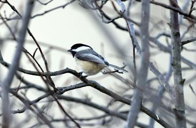 _DSC01410001Bird.JPG