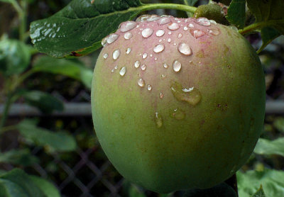 Washed by the Rain