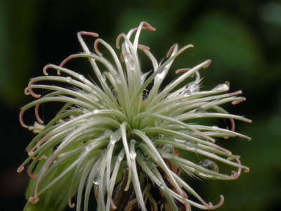 Clematis