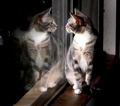 Reflections in a Cats Eye