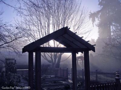Backyard Fog