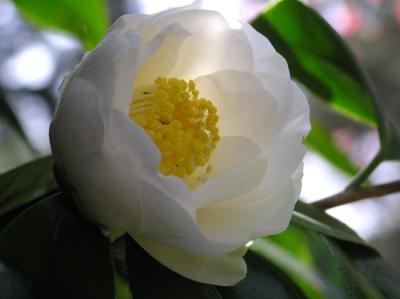 g3/21/59021/3/58861379.Camelia.jpg