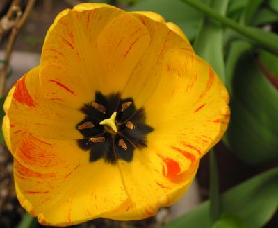 Red/Yellow Tulip