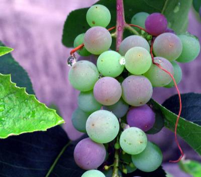 Fruit of the Vine