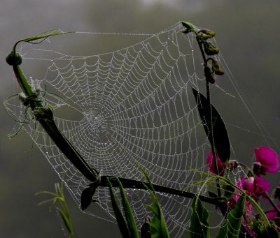 Spider Webs