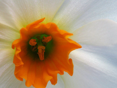 Geranium Daffodil