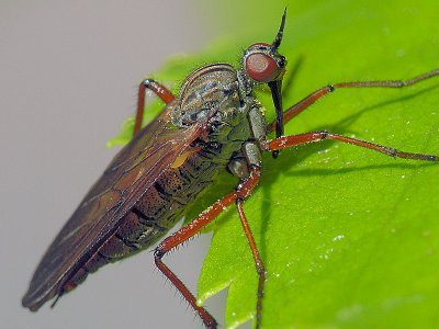 Unidentified Flying Insect