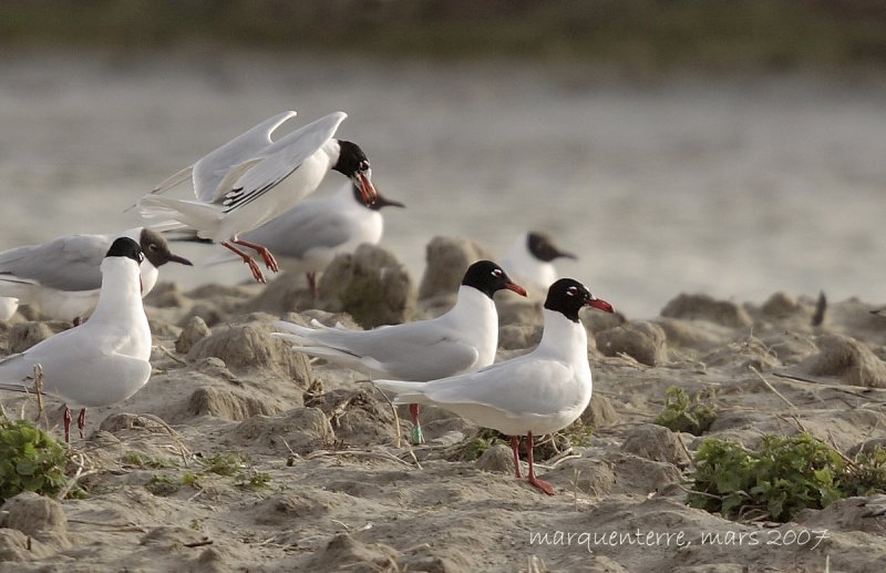 Mouettes mlanocphales