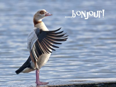 Un oiseau trs poli