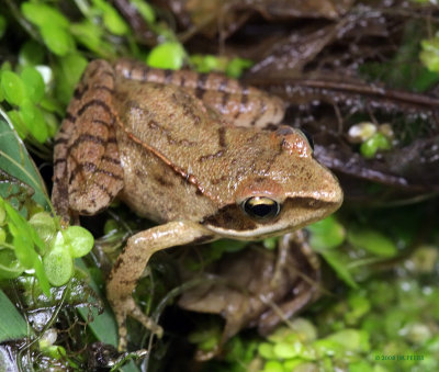 Rana dalmatina