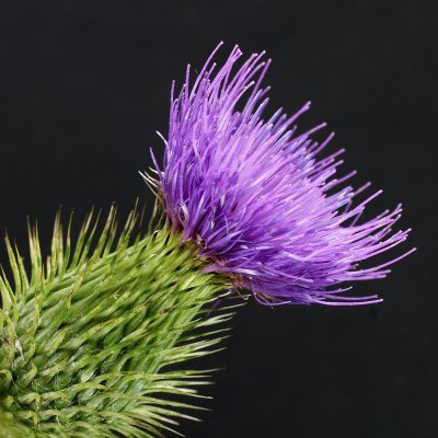 Cirsium eriophorum