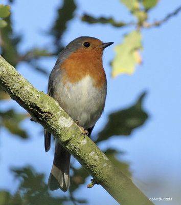 Erithacus rubecula - Rougegorge familier - European Robin