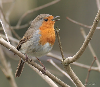 Erithacus rubecula - Rougegorge familier - European Robin