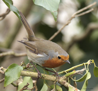 Erithacus rubecula - Rougegorge familier - European Robin