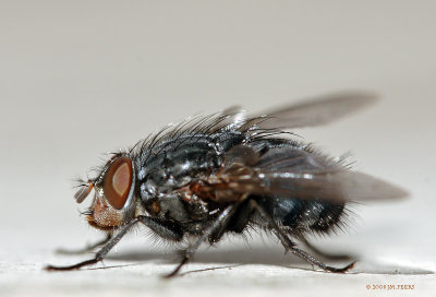 Calliphora vicina