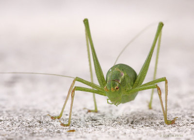 Leptophyes punctatissima