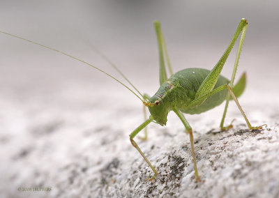 Leptophyes punctatissima