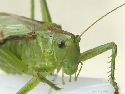 Phaneroptera falcata