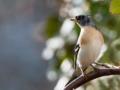 Fringilla montifringilla - Pinson du nord - Brambling